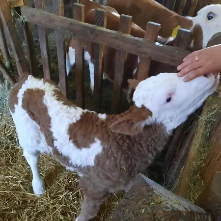 Gausrab Agroturismo Hinterstoder