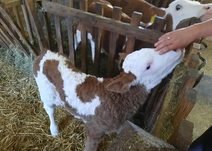 Gausrab Farm stay Hinterstoder